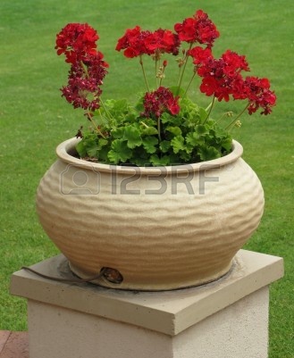 2914345-jard-n-maceta-con-flores-rojas-cerca.jpg
