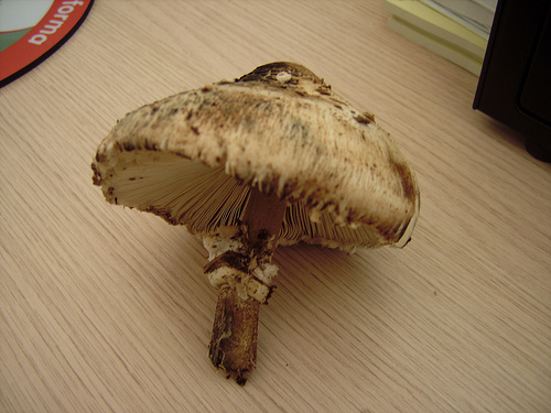 2917809859_e6b832ca65.jpg
