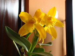 2920733893_54fd66503f_m.jpg