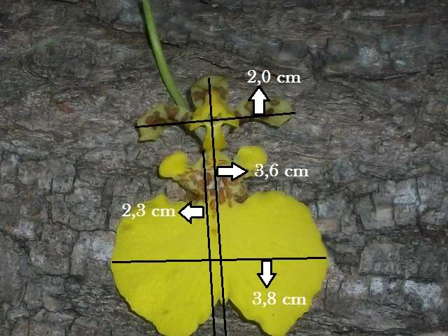 292p36o.jpg