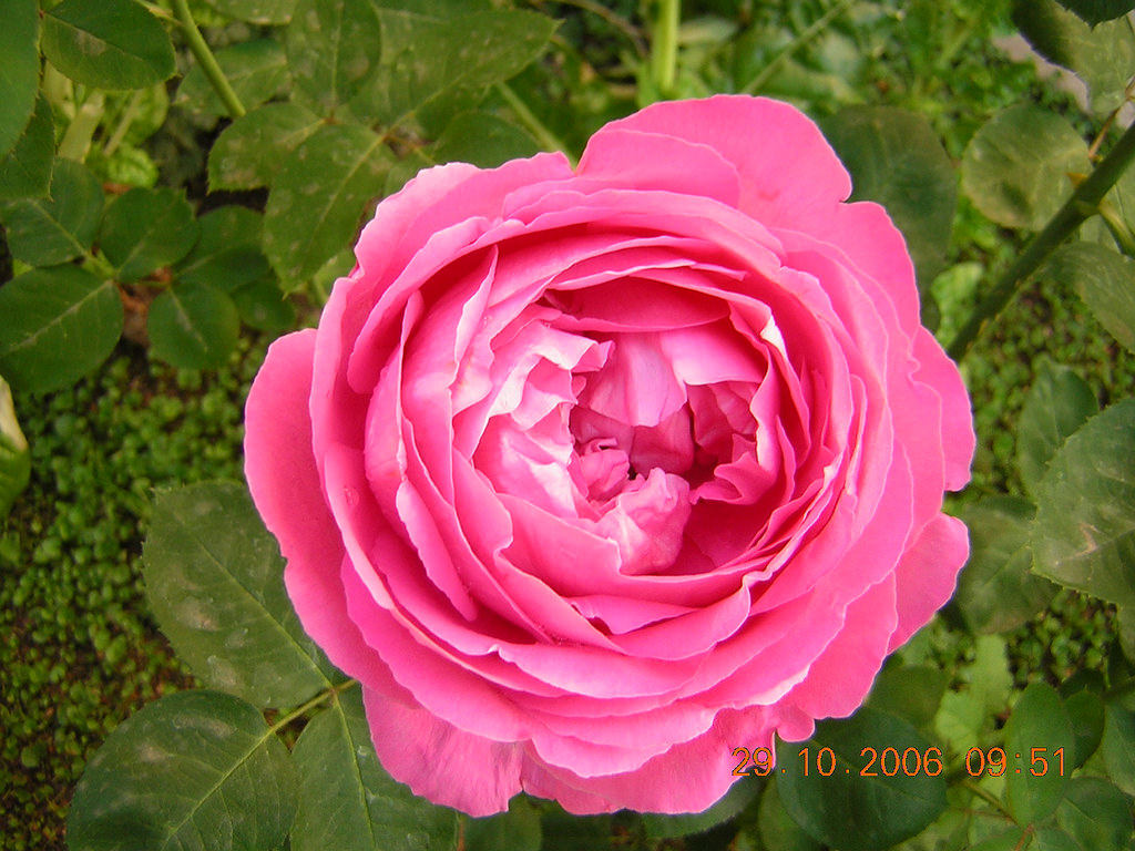 2937161650_54c580e535_b.jpg