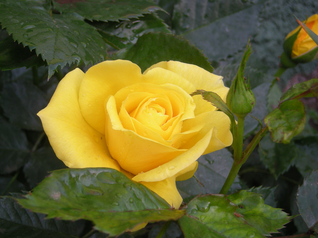 2944481700_6fea8599f7_b.jpg