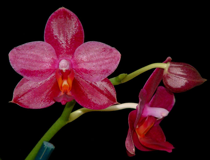 294d1088407388-phalaenopsis-sogo-grape-y-n-am-aos-photo-sogo-grape.jpg