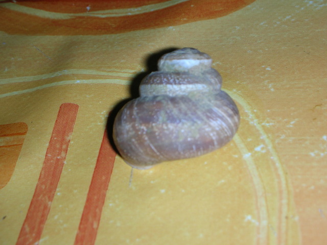 2958qrn.jpg