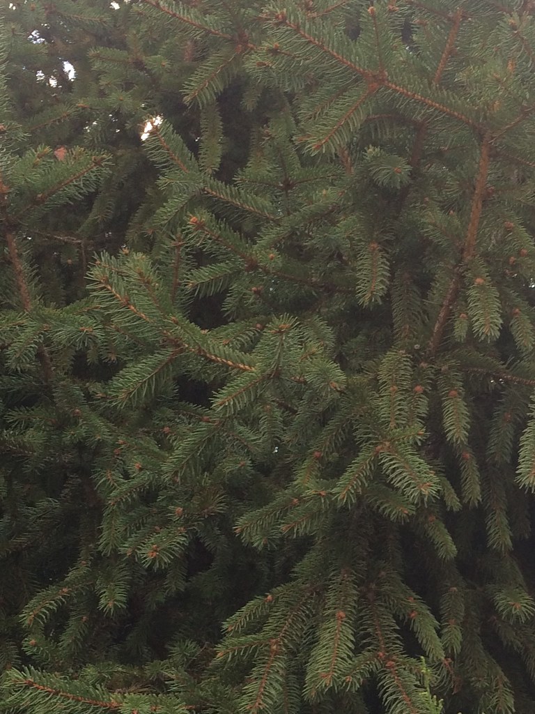 29594838692_7c852341cd_b.jpg