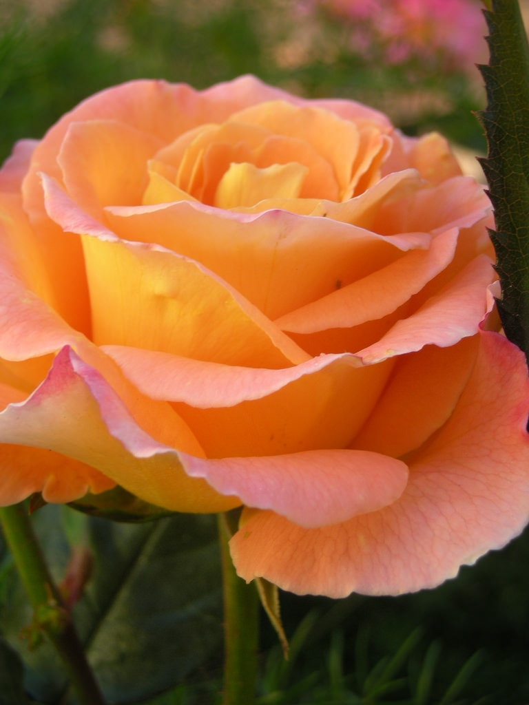 2966750779_177d463f50_b.jpg
