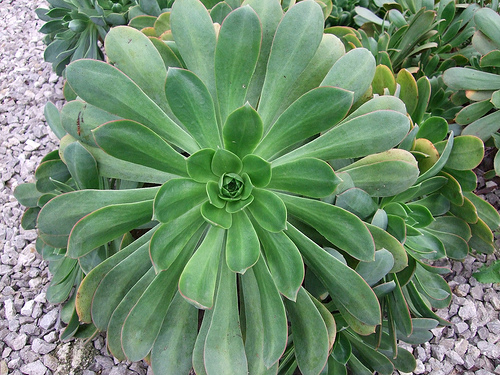 2969766532_62cf733c8f.jpg