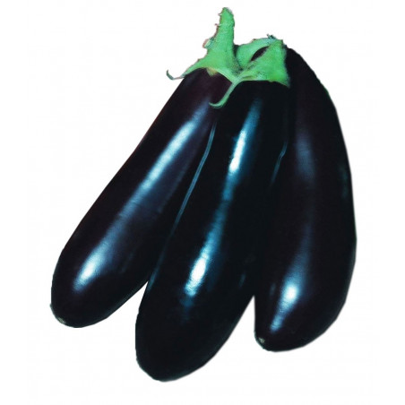 298-medium_default.jpg