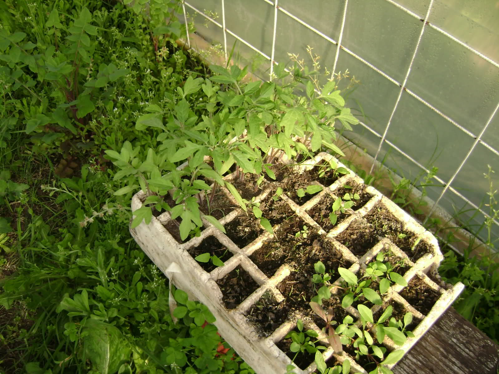 29f5gfm.jpg