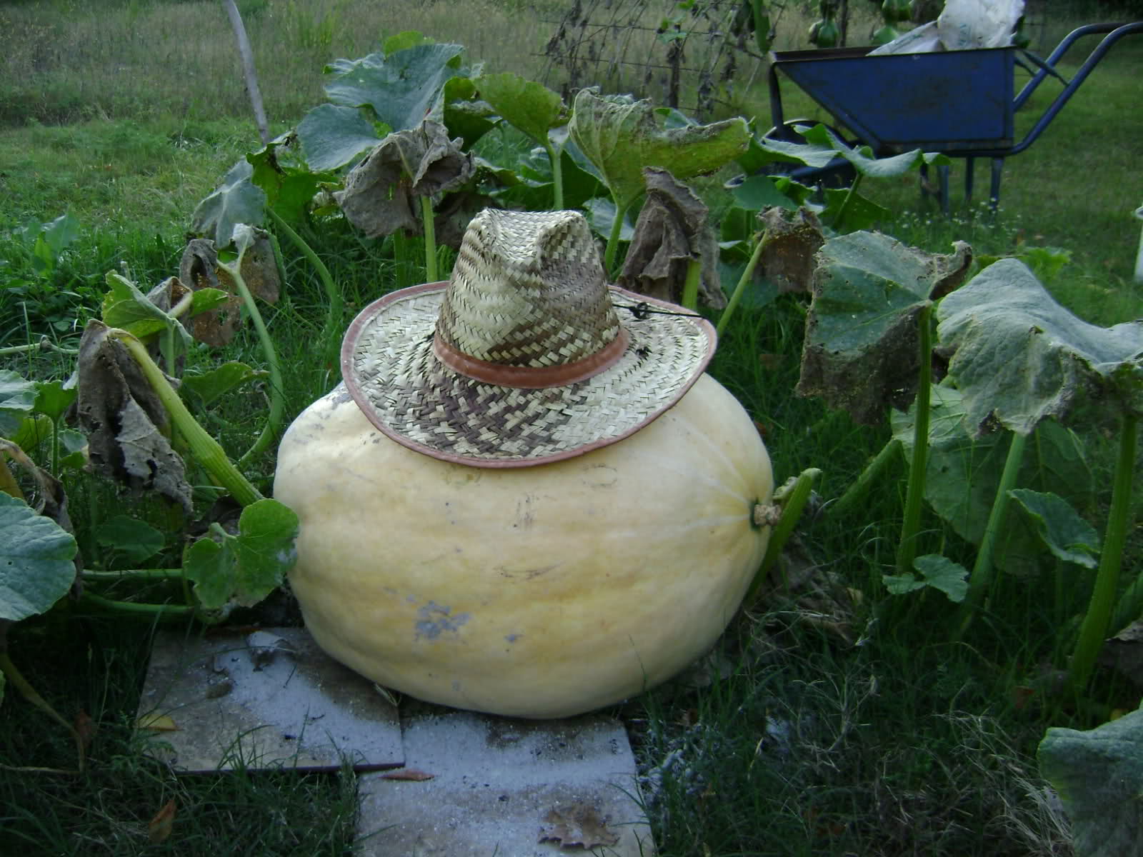 29gkgep.jpg