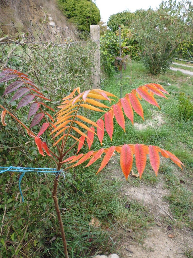 29p89px.jpg