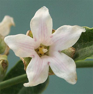 2_-_Araujia_hortorum.jpg