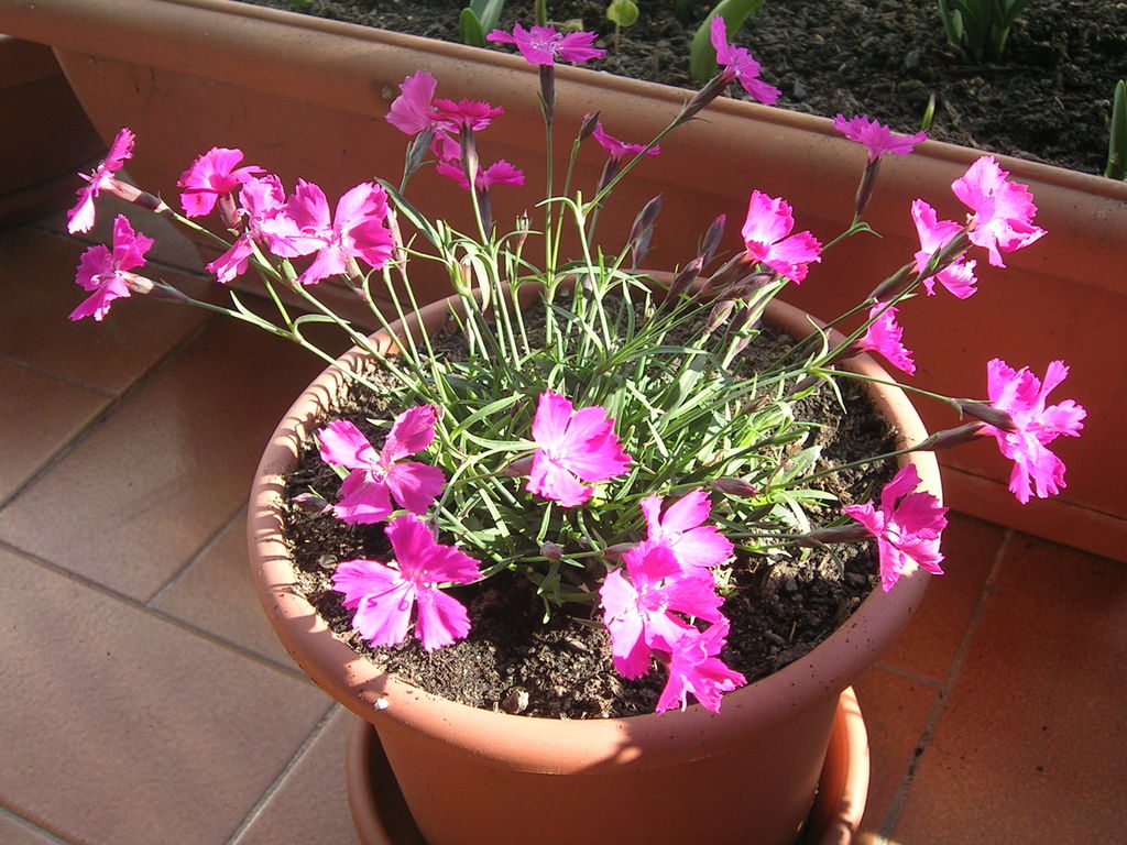 2_4_13_Dianthus_deltoides.jpg