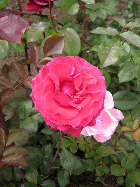 2_noviembre_0812.jpg