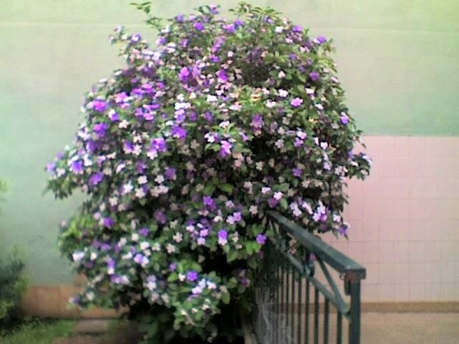 2a14beb1aee2d71c6fecb12f25c690f7_XL.jpg