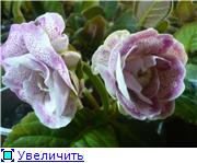 2a31da8e6201t.jpg