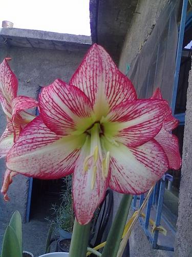 2a_floracion_25-03-12_2.jpg