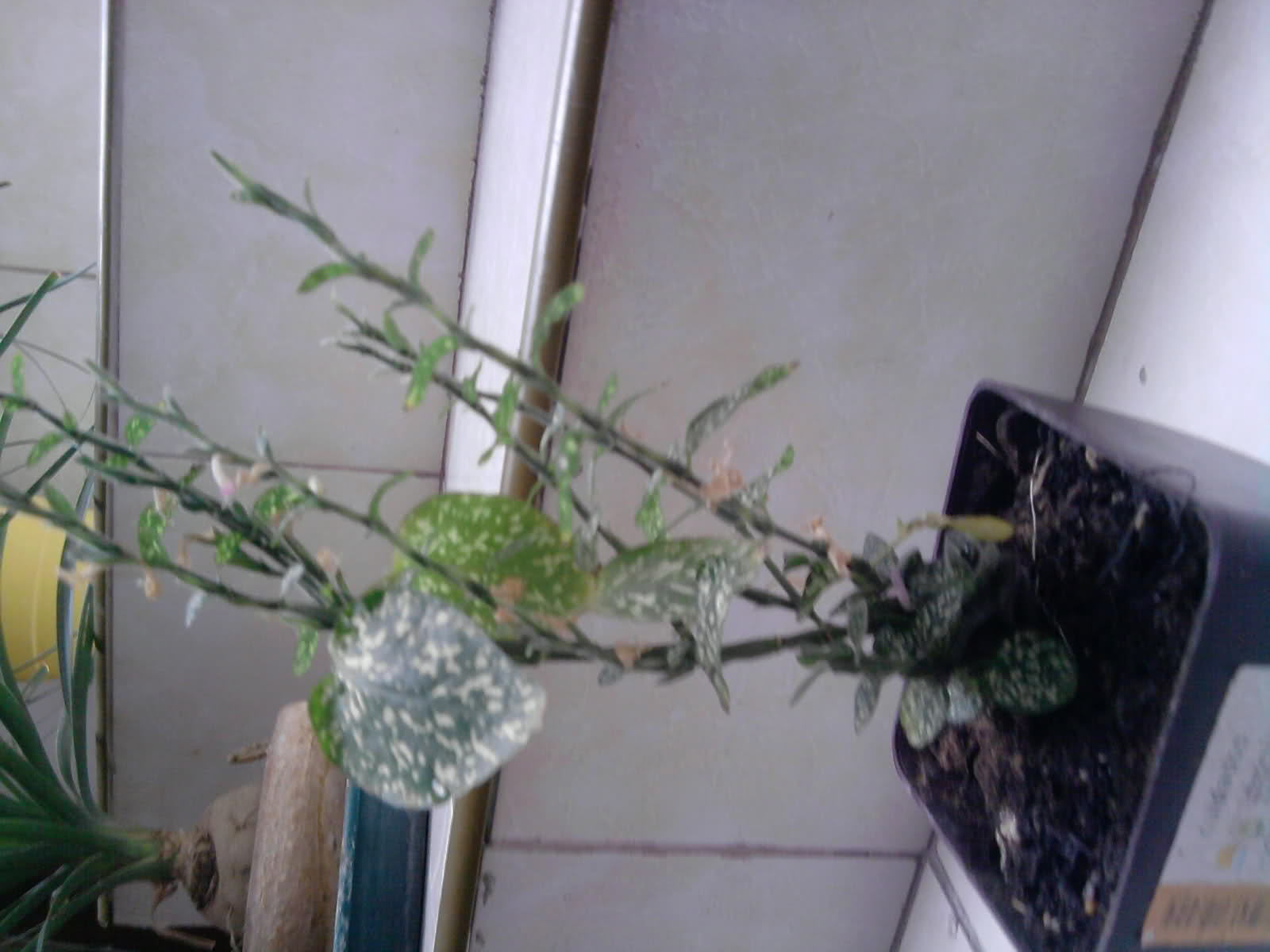 2aaeumv.jpg