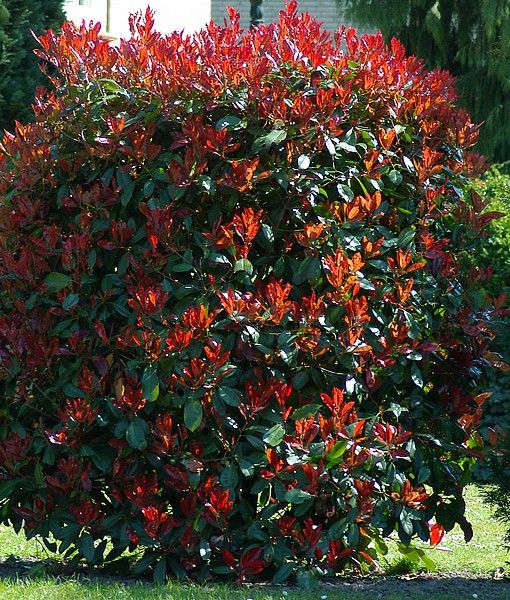 2af89821aa6b9b1272f6b3552aaa288a--photinia-red-robin-fence-screening.jpg