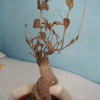 2b6b5e68041553.gif
