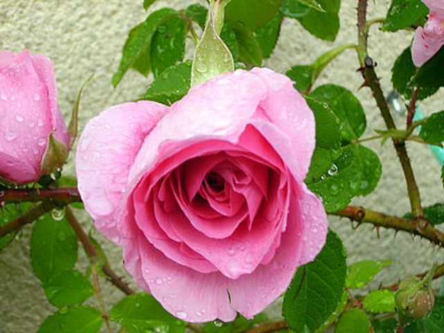 2bdcd75d.jpg