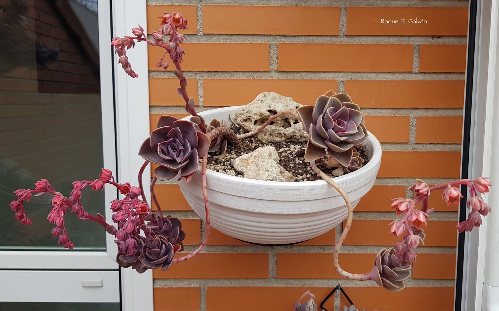 %2BEcheveria%2BPerle%2BVon%2BNumberg%2B2.jpg