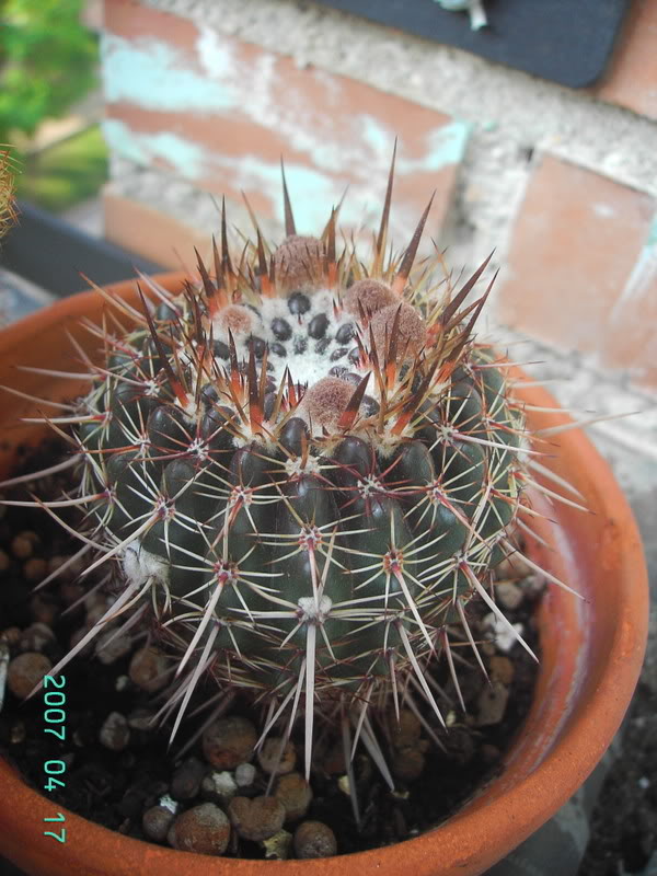 2Cactus1.jpg