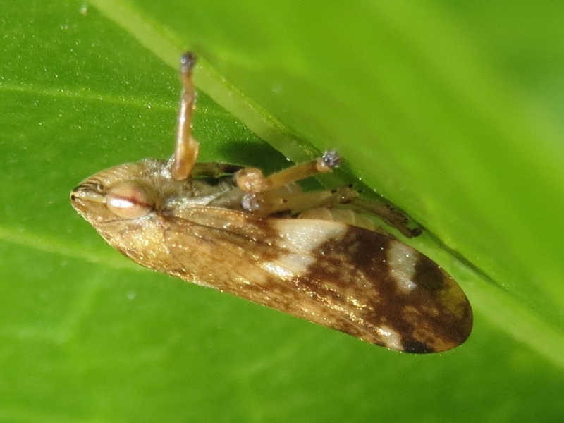 2chdf4.jpg