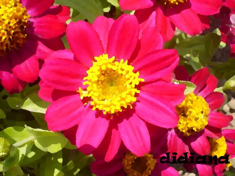 2cid114.jpg