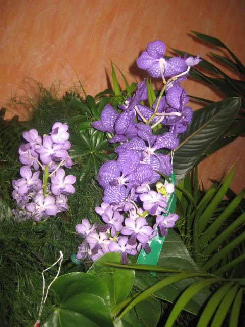 2dc8g08.jpg