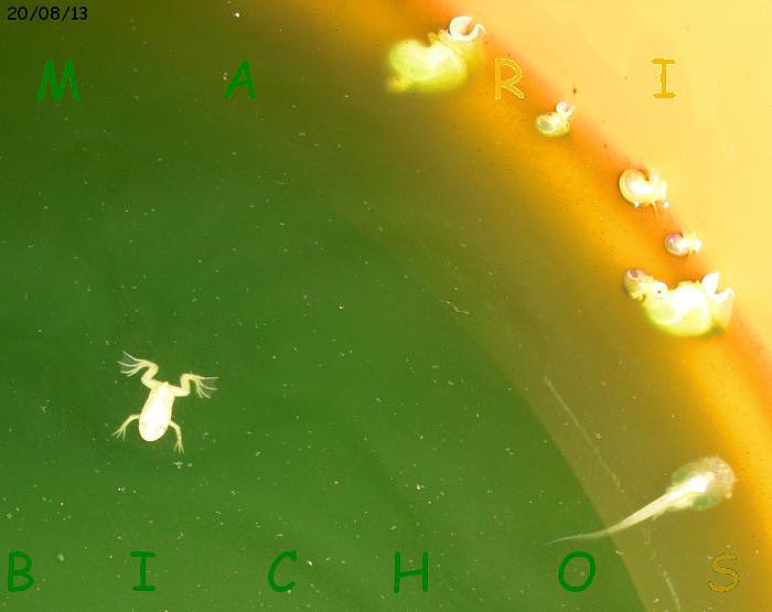 2dd71db8536245939131158995b1fa59o.jpg