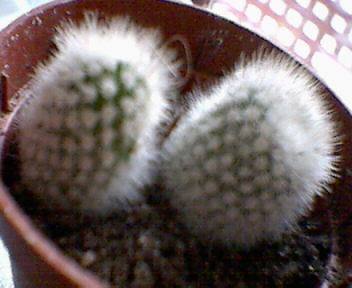 2dscn%201.jpg