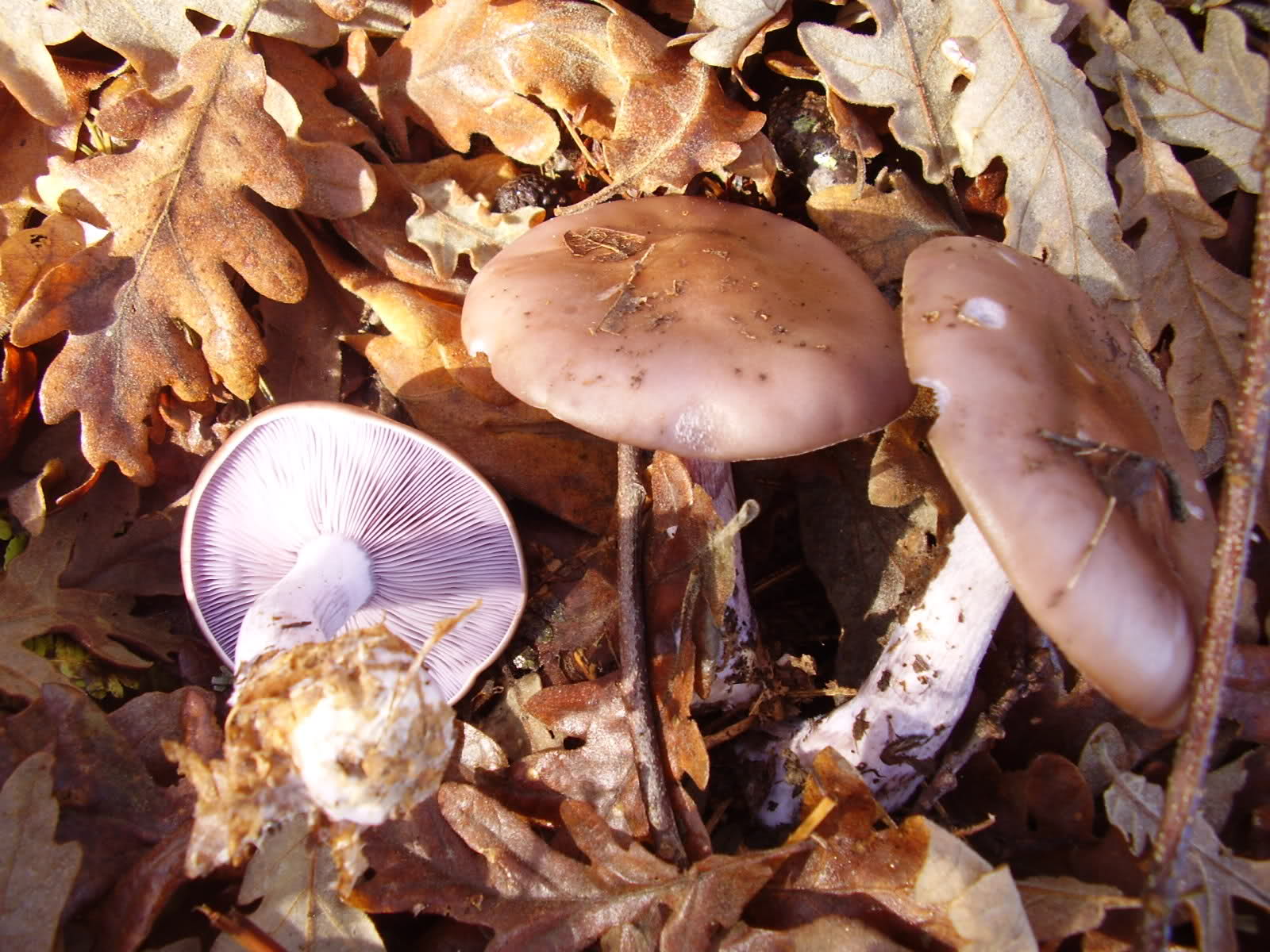 2e2f901.jpg