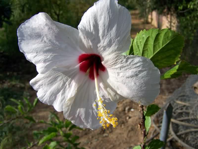 2f0f85w.jpg
