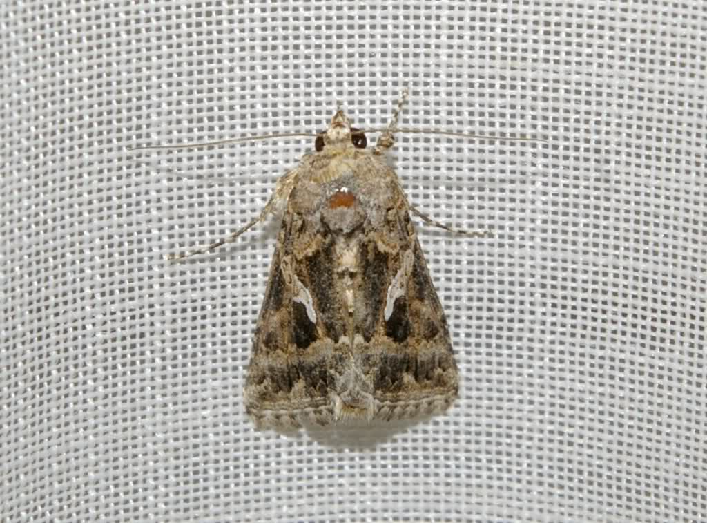 2hn88b5.jpg