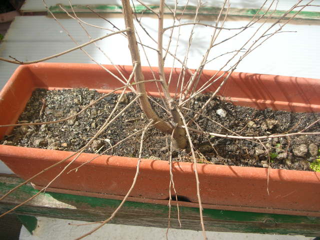 2hqclsp.jpg
