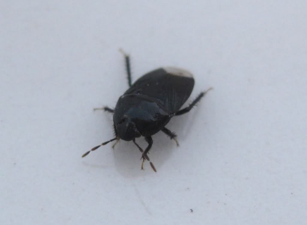 2i436a.jpg
