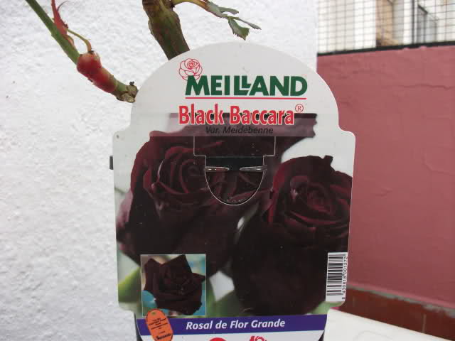 2i8bq1i.jpg