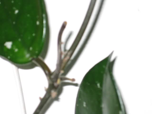 2i8urs7.jpg