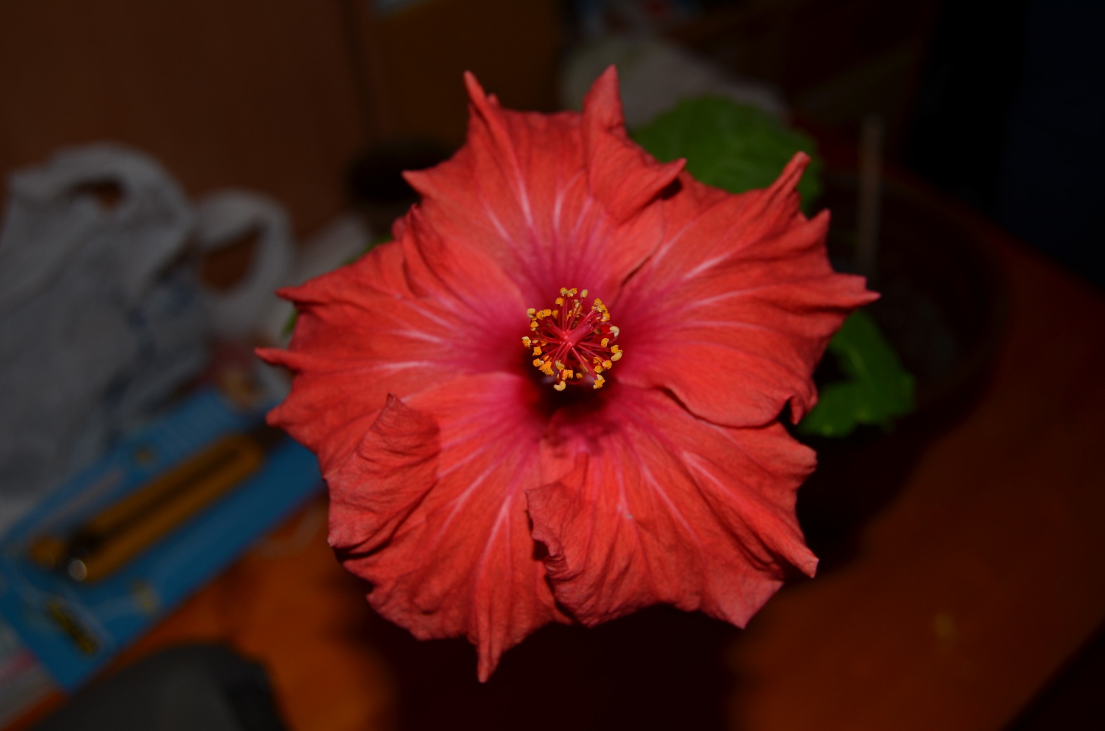 2i9t5w0.jpg