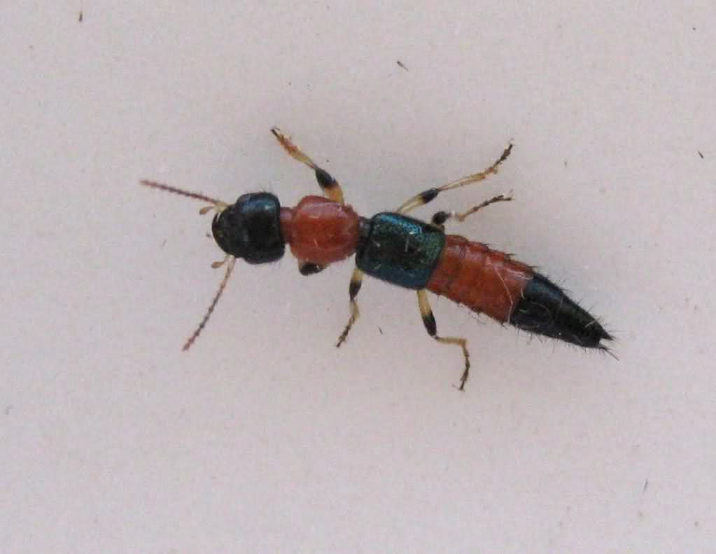 2iaq61t.jpg