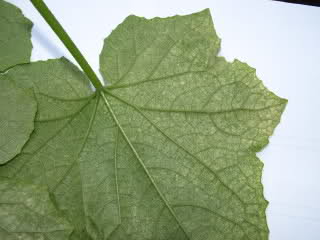 2lapi55.jpg