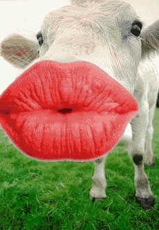 2libkeh.gif