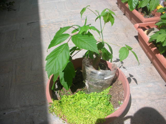 2lm591x.jpg