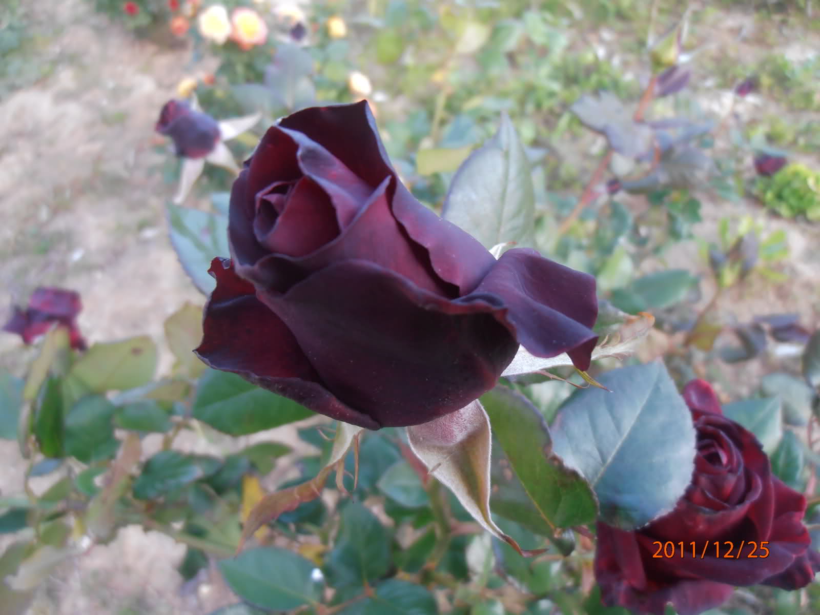2lw3882.jpg