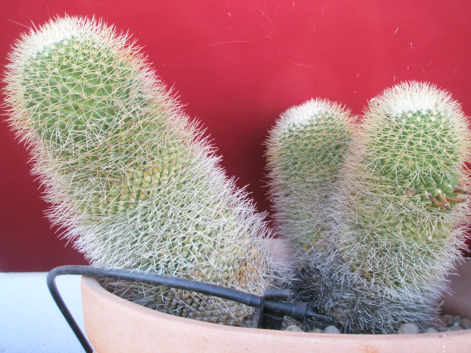 2mhc029.jpg