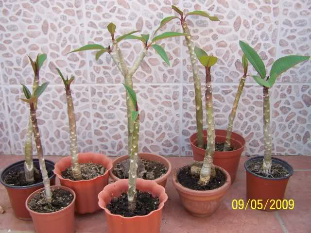 2mq007b.jpg