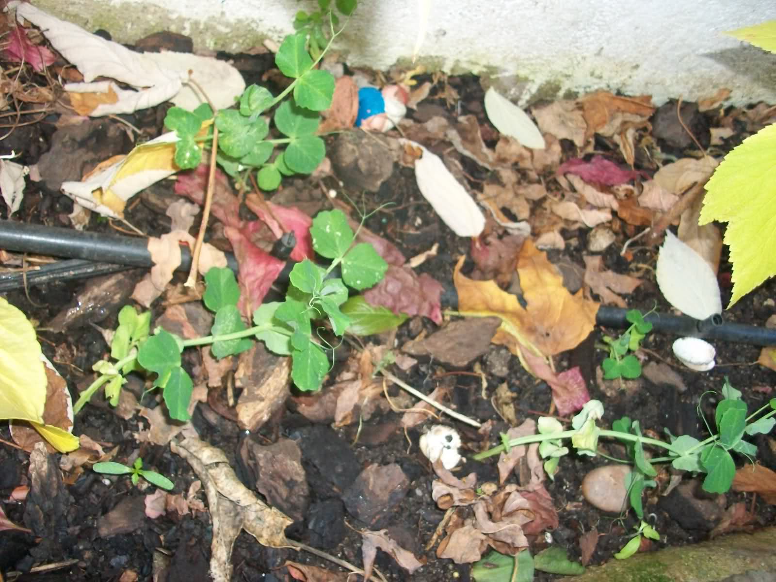 2nr0852.jpg
