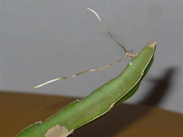 2nu8120.jpg
