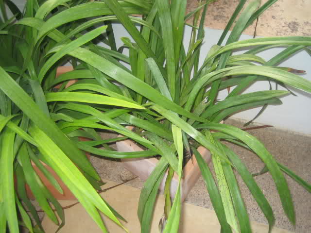 2qd1if9.jpg